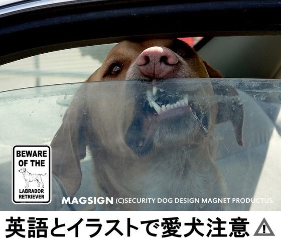 ラブラドールレトリバー,英語,犬注意,マグネット,ステッカー,シール,車,窓ガラス,玄関,扉,ドアー,郵便受け,メールポスト