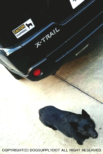 Caution Schipperke ワイドマグネットサイン スキッパーキ