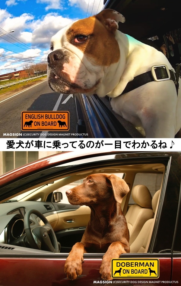 犬乗車中,英語,カーマグネット,バンパーステッカー,愛犬が車に乗っていることが一目でわかるね♪