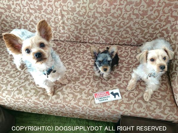 PRIVATE PROPERTY アメリカン マグネット サインボード:ヨークシャテリアとのプライベート