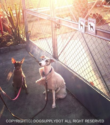 WARNING マグネットサイン:ITALIAN-GREYHOUND、MINIATUIRE-PINSCHER