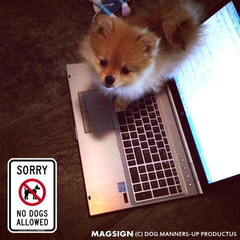 すいません,残念,犬お断り,犬の立入禁止,英語,マグネット,ステッカー,SORRY,NO DOGS ALLOWED