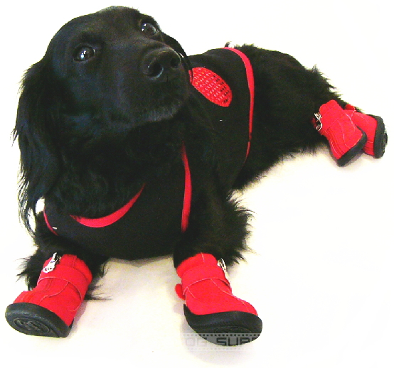 小型犬,靴,くつ,ブーツ,シューズ,ドッグスニーカー